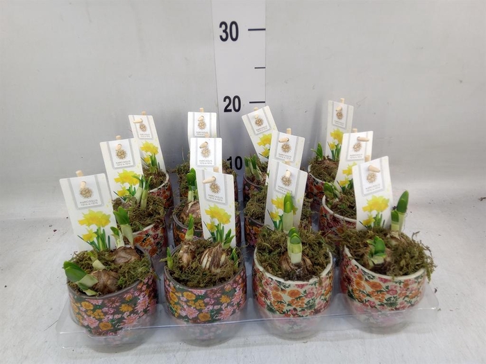 <h4>Arr. Narcissus Tete Tete H%</h4>