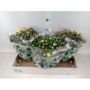 Chrysanthemum  'Elixer'