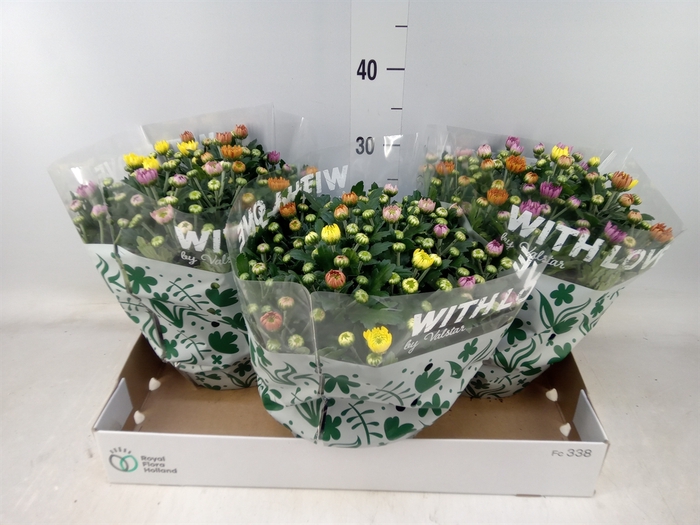 <h4>Chrysanthemum  'Elixer'</h4>