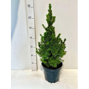 PICEA GL CONICA