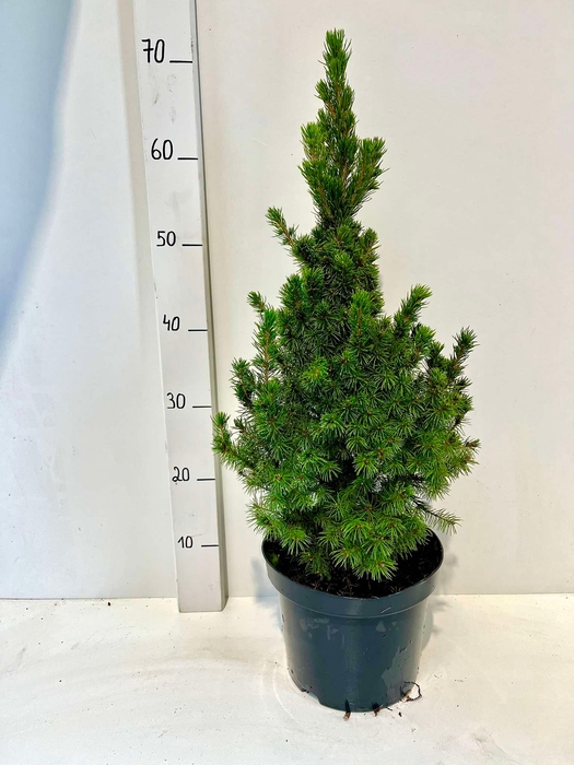 <h4>PICEA GL CONICA</h4>