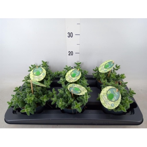 Delosperma echinatum