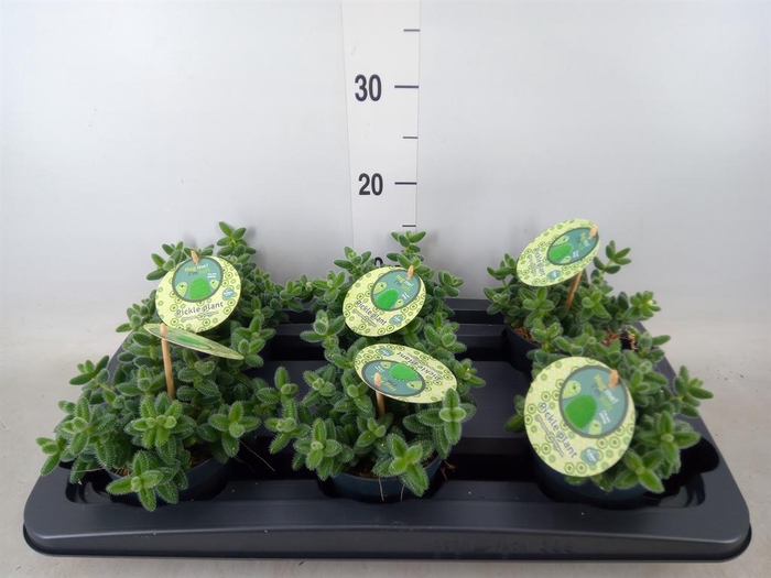 <h4>Delosperma echinatum</h4>