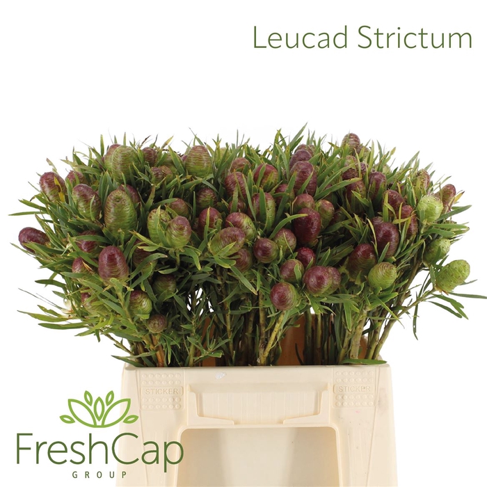 <h4>Leucad Strictum</h4>