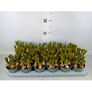 Muscari  'Mountain Lady'