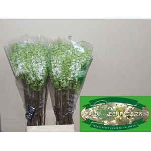 SYR V MME FL STEPMAN