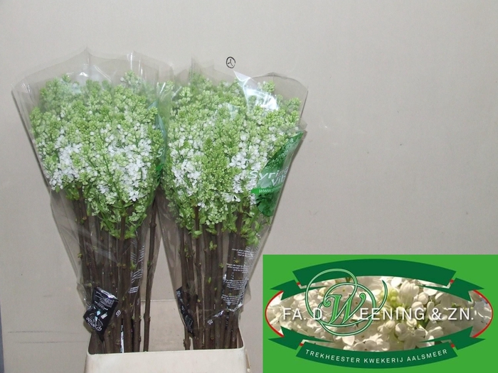 <h4>SYR V MME FL STEPMAN</h4>