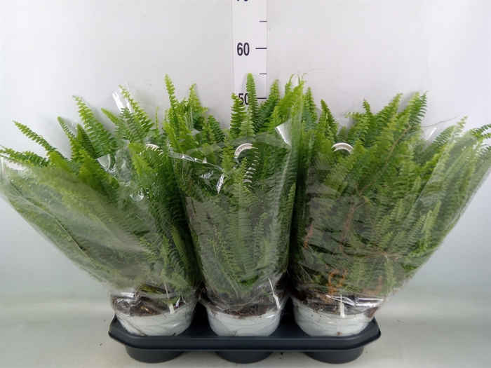 <h4>Nephrolepis exal. 'Sonata'</h4>