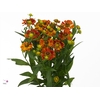 Helen Autumn Fire