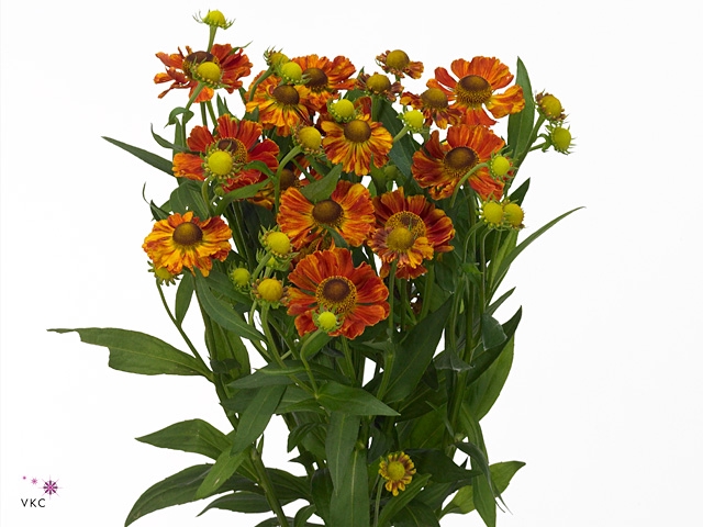Helen Autumn Fire