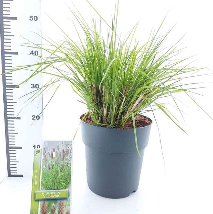 <h4>Pennisetum alopecuroides</h4>