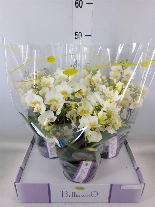 <h4>Phalaenopsis multi.   ...white</h4>