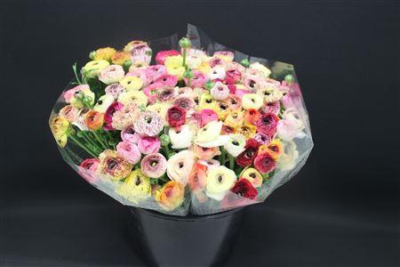 <h4>Ranonkel Extra Pico Mix</h4>