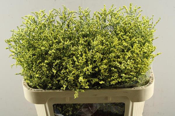 <h4>Lim Sin Summer Yellow L 70/20</h4>
