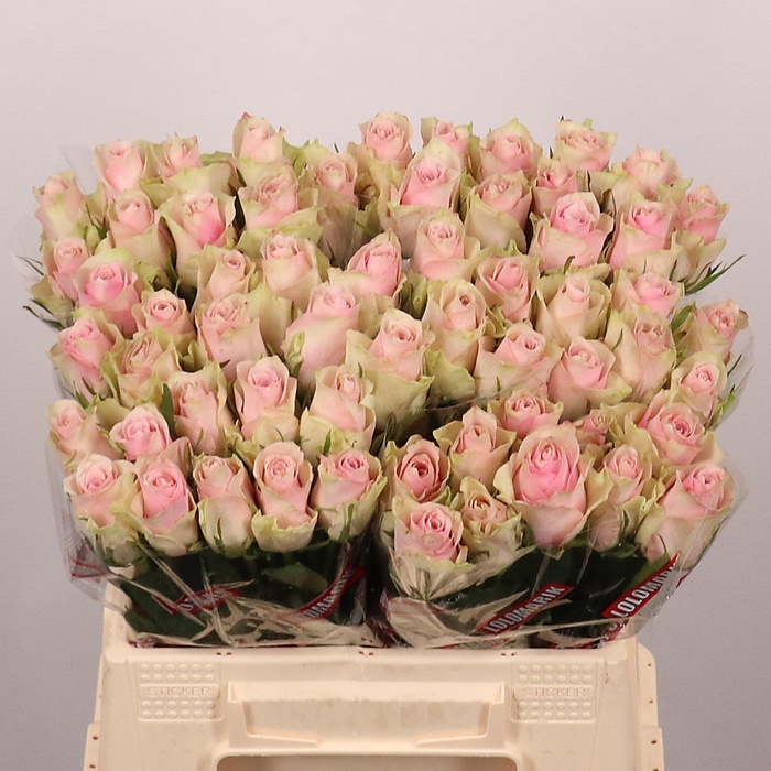 <h4>R GR PINK ATHENA</h4>