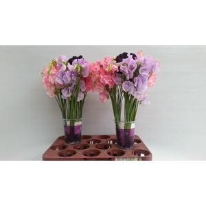 Lathyrus Div kleur