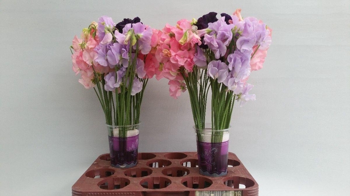 <h4>Lathyrus Div kleur</h4>