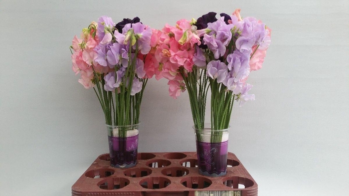 <h4>Lathyrus Div kleur</h4>