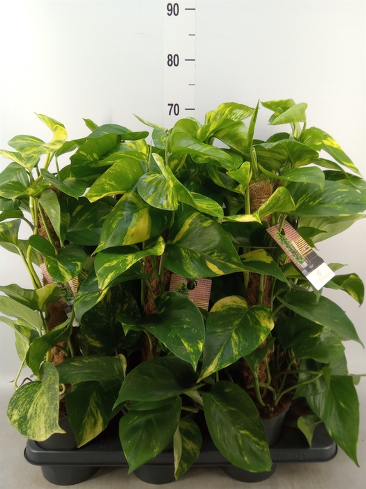 <h4>Epipremnum pinn.   ...moss stick</h4>