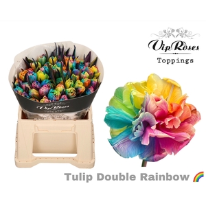 Tu Du Double Rainbow