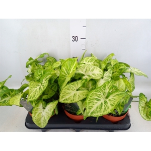 Syngonium  'Arrow'