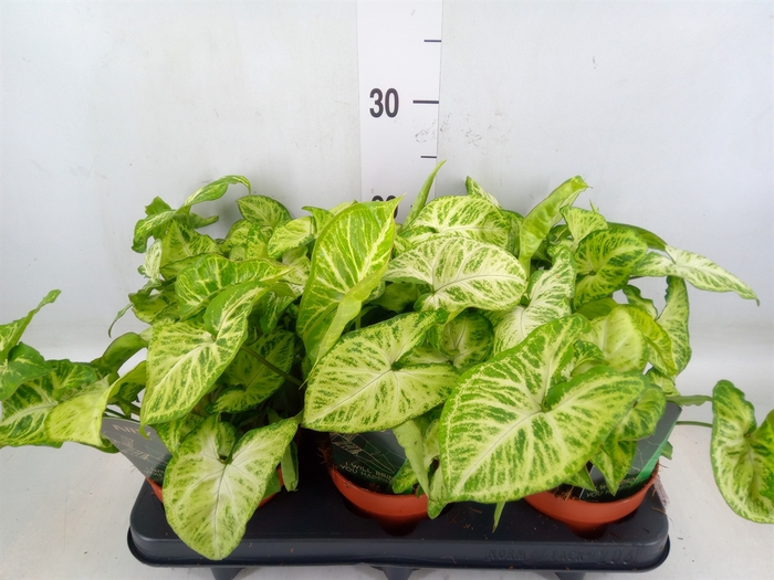 <h4>Syngonium  'Arrow'</h4>
