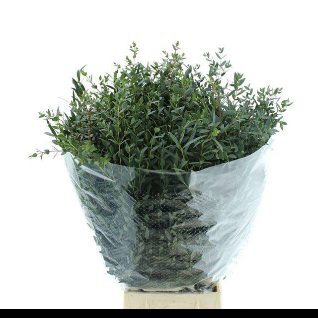 <h4>EUC PARVIFOLIA P BS</h4>