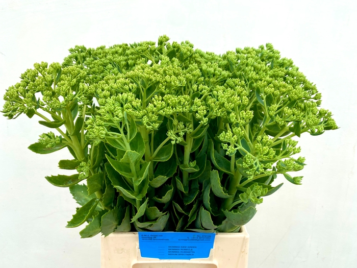 <h4>SEDUM SPECTABILE</h4>
