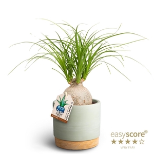 BEAUCARNEA RECURVATA P12