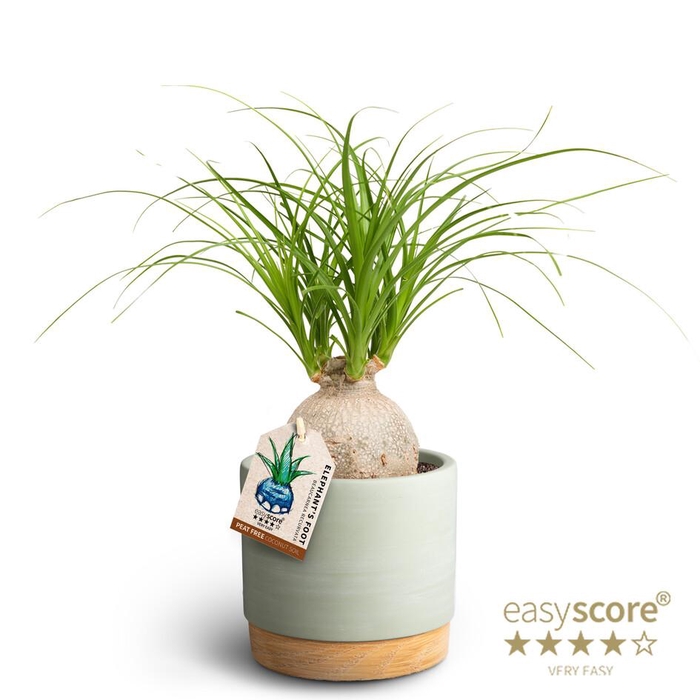 <h4>BEAUCARNEA RECURVATA P12</h4>