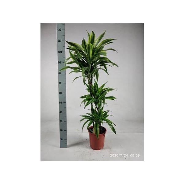 <h4>Dra De Lemon Lime 60-30-15 Cm</h4>