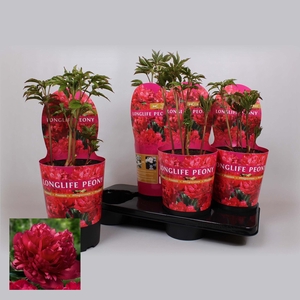 Paeonia 21CM C4 Rood Longlife Exclusive