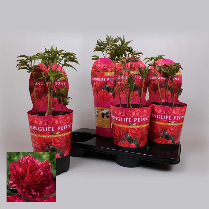 <h4>Paeonia 21CM C4 Rood Longlife Exclusive</h4>