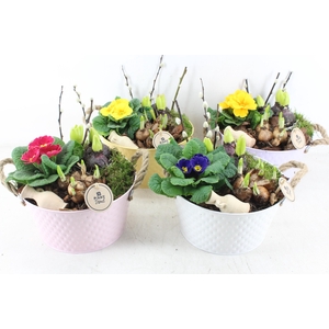 arr4 Primula PL - Zink colour mix x4