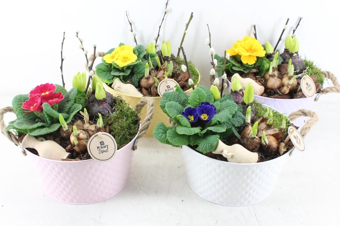 <h4>arr4 Primula PL - Zink colour mix x4</h4>