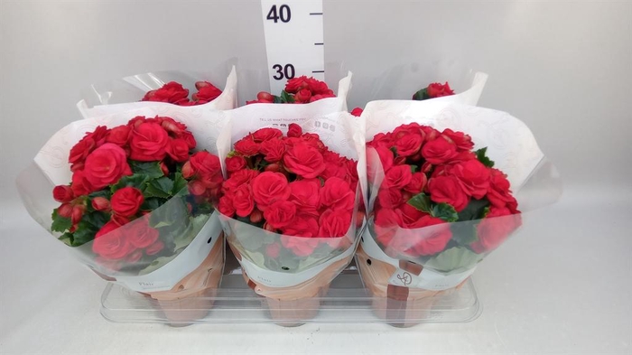<h4>Begonia elat. DU 'Halo'</h4>