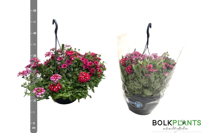 <h4>PERKPL GEM IN POT</h4>