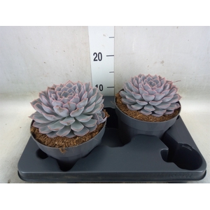 Echeveria  'Orion'