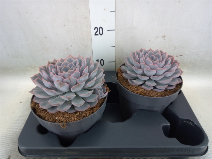 <h4>Echeveria  'Orion'</h4>