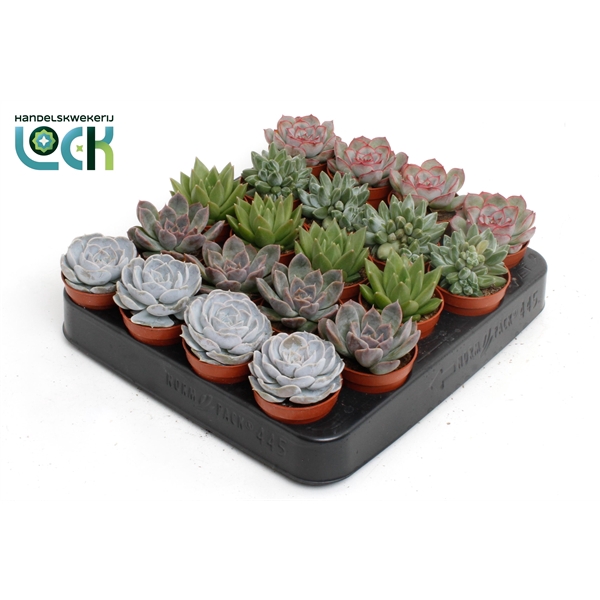<h4>Echeveria Mix</h4>