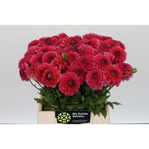 Dahlia Isa Candy