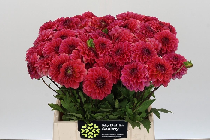 <h4>Dahlia Isa Candy</h4>