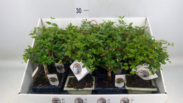 <h4>Bonsai ...mix</h4>