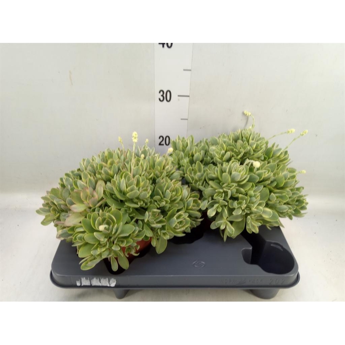 <h4>Crassula   ...</h4>