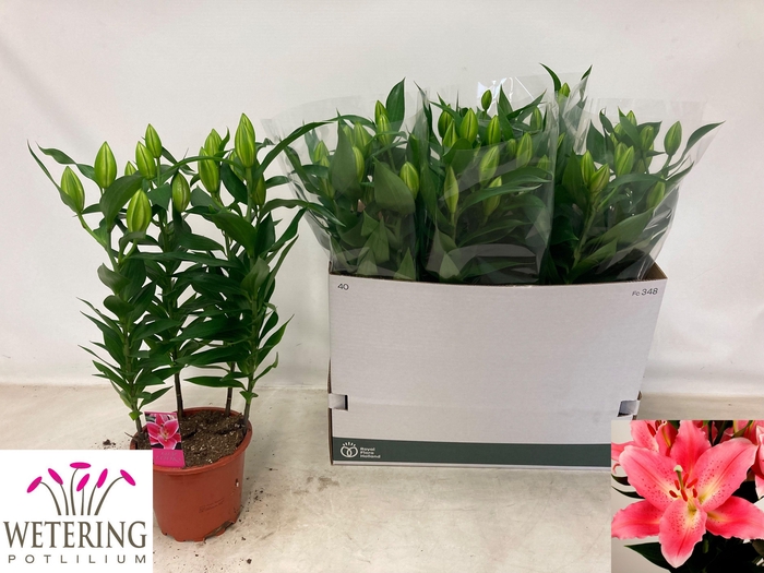 <h4>LIL OR SUNNY CAMINO</h4>