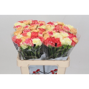 Dianthus St Rainbow Mix Orange