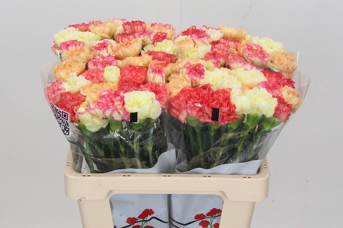 Dianthus St Rainbow Mix Orange