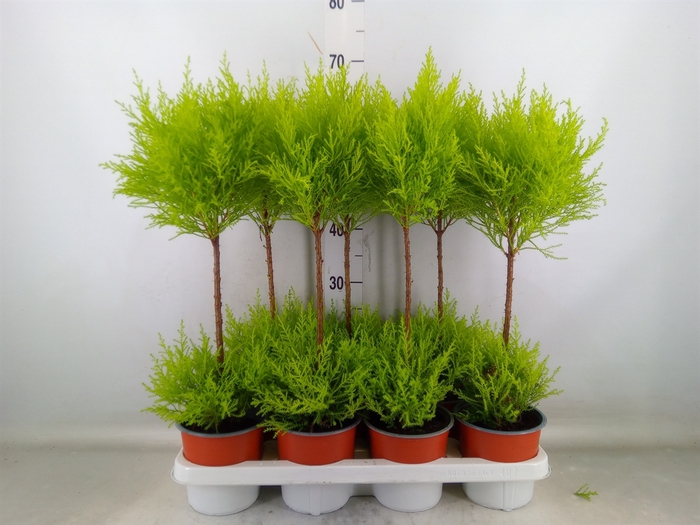 <h4>Cupressus macro. 'Goldcrest Wilma'</h4>