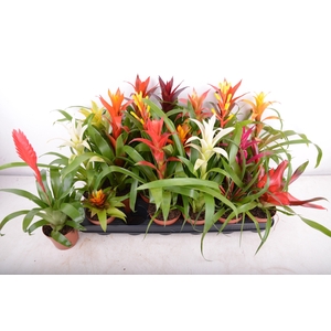 BROMELIA GEM 15 SRT