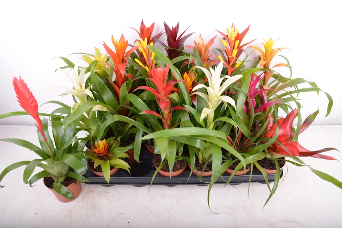 <h4>BROMELIA GEM 15 SRT</h4>